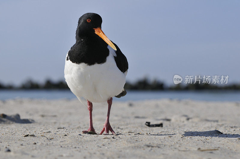 欧洲捕鲸者(Haematopus ostralegus)